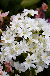 Elise Mixed Bitterroot (Lewisia cotyledon 'Elise') at The Mustard Seed
