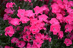 Vivid Bright Light Pinks (Dianthus 'Uribest52') at The Mustard Seed