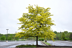 Sunburst Honeylocust (Gleditsia triacanthos 'Suncole') at The Mustard Seed