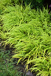 All Gold Hakone Grass (Hakonechloa macra 'All Gold') at The Mustard Seed