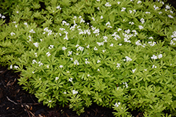 Sweet Woodruff (Galium odoratum) at The Mustard Seed