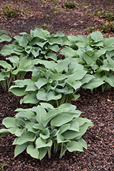 Krossa Regal Hosta (Hosta 'Krossa Regal') at The Mustard Seed