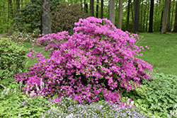 Karen Azalea (Rhododendron 'Karen') at The Mustard Seed