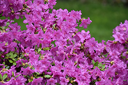 Karen Azalea (Rhododendron 'Karen') at The Mustard Seed