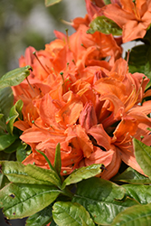 Mandarin Lights Azalea (Rhododendron 'Mandarin Lights') at The Mustard Seed