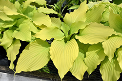 Dancing Queen Hosta (Hosta 'Dancing Queen') at The Mustard Seed