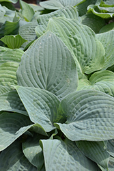 Blueberry Muffin Hosta (Hosta 'Blueberry Muffin') at The Mustard Seed