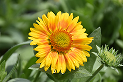 Arizona Apricot Blanket Flower (Gaillardia x grandiflora 'Arizona Apricot') at The Mustard Seed