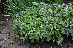 Dark Vader Lungwort (Pulmonaria 'Dark Vader') at The Mustard Seed