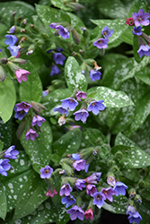 Dark Vader Lungwort (Pulmonaria 'Dark Vader') at The Mustard Seed