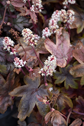 Brass Lantern Foamy Bells (Heucherella 'Brass Lantern') at The Mustard Seed