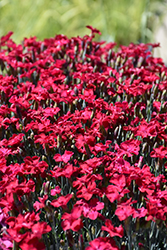 Frosty Fire Pinks (Dianthus 'Frosty Fire') at The Mustard Seed