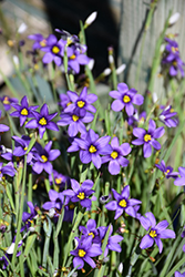 Lucerne Blue-Eyed Grass (Sisyrinchium angustifolium 'Lucerne') at The Mustard Seed