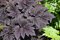 Pink Spike Bugbane (Cimicifuga racemosa 'Pink Spike') at The Mustard Seed
