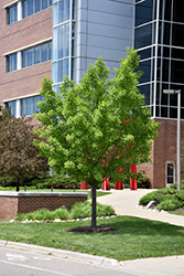 Autumn Gold Ginkgo (Ginkgo biloba 'Autumn Gold') at The Mustard Seed