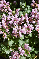 Pink Pewter Spotted Dead Nettle (Lamium maculatum 'Pink Pewter') at The Mustard Seed