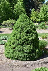 Dwarf Alberta Spruce (Picea glauca 'Conica') at The Mustard Seed