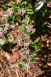 Ground Hug Aronia (Aronia melanocarpa 'UCONNAM012') at The Mustard Seed