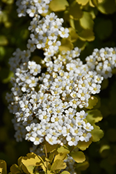 Glow Girl Birchleaf Spirea (Spiraea betulifolia 'Tor Gold') at The Mustard Seed
