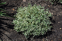 Little Angel Burnet (Sanguisorba officinalis 'Little Angel') at The Mustard Seed