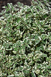 Little Angel Burnet (Sanguisorba officinalis 'Little Angel') at The Mustard Seed