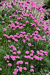 Bloodstone Sea Thrift (Armeria maritima 'Bloodstone') at The Mustard Seed