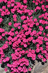 Paint The Town Red Pinks (Dianthus 'Paint The Town Red') at The Mustard Seed