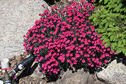 Paint The Town Red Pinks (Dianthus 'Paint The Town Red') at The Mustard Seed