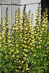 American Goldfinch False Indigo (Baptisia 'American Goldfinch') at The Mustard Seed