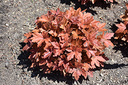 Hopscotch Foamy Bells (Heucherella 'Hopscotch') at The Mustard Seed
