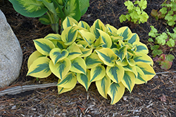 Shadowland Autumn Frost Hosta (Hosta 'Autumn Frost') at The Mustard Seed