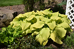 Dancing Queen Hosta (Hosta 'Dancing Queen') at The Mustard Seed