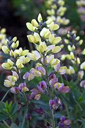Decadence Deluxe Pink Lemonade False Indigo (Baptisia 'Pink Lemonade') at The Mustard Seed