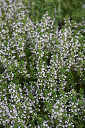 Doone Valley Thyme (Thymus 'Doone Valley') at The Mustard Seed