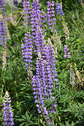 Wild Lupine (Lupinus perennis) at The Mustard Seed