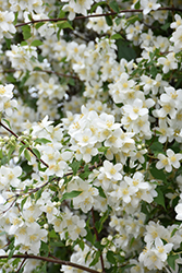 Blizzard Mockorange (Philadelphus 'Blizzard') at The Mustard Seed