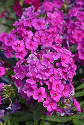 Flame Purple Garden Phlox (Phlox paniculata 'Flame Purple') at The Mustard Seed
