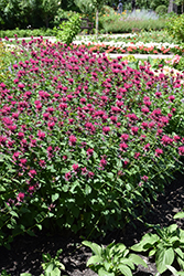 Raspberry Wine Beebalm (Monarda 'Raspberry Wine') at The Mustard Seed
