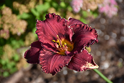 Berrylicious Daylily (Hemerocallis 'Berrylicious') at The Mustard Seed