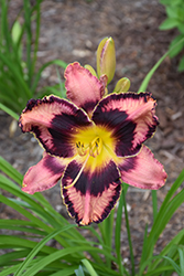 Simmons Overture Daylily (Hemerocallis 'Simmons Overture') at The Mustard Seed