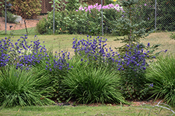 Common Monkshood (Aconitum napellus) at The Mustard Seed