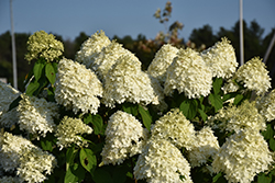 Limelight Hydrangea (Hydrangea paniculata 'Limelight') at The Mustard Seed