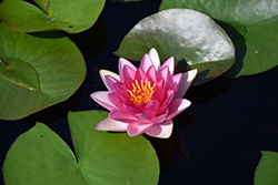 Attraction Hardy Water Lily (Nymphaea 'Attraction') at The Mustard Seed