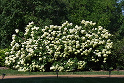 Limelight Hydrangea (Hydrangea paniculata 'Limelight') at The Mustard Seed