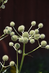 Rattlesnake Master (Eryngium yuccifolium) at The Mustard Seed