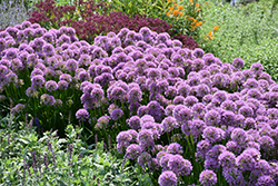 Millenium Ornamental Onion (Allium 'Millenium') at The Mustard Seed