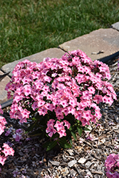 Sweet Summer Queen Garden Phlox (Phlox paniculata 'Ditoran') at The Mustard Seed