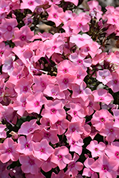 Sweet Summer Queen Garden Phlox (Phlox paniculata 'Ditoran') at The Mustard Seed