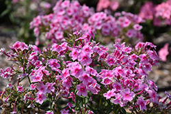 Sweet Summer Festival Garden Phlox (Phlox paniculata 'Sweet Summer Festival') at The Mustard Seed