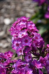 Sweet Summer Fantasy Garden Phlox (Phlox paniculata 'Sweet Summer Fantasy') at The Mustard Seed